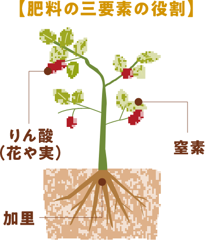 肥料の三要素の役割